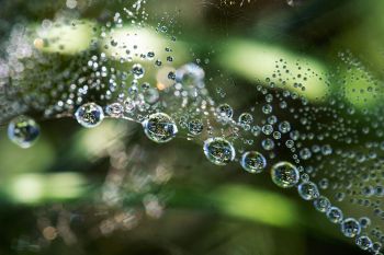 Dew on a spider web at Dewey Gevik Nature Area near Wall Lake.