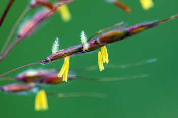 Indiangrass flowerettes found at Sioux Prairie Preserve.