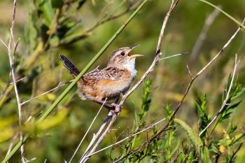 Sedge wren singing at the Aurora Prairie Preserve near Brookings.