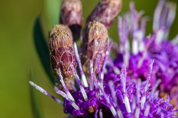 Ironweed blooms found at Aurora Prairie Preserve.