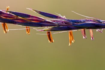 Big bluestem flowers found at Makoce Washte Prairie Preserve.