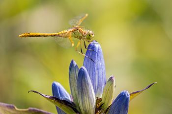 A dragonfly darter perched on a bottle gentian wildflower adjacent to the Jacobsen Fen Preserve in the Coteau Hills of Deuel County.