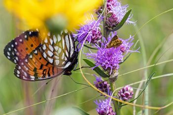 A regal frittilary, a peck’s skipper and a stinkbug all dining on the nectar of a prairie blazing star on the Altamont Prairie Preserve in northeastern Deuel County.