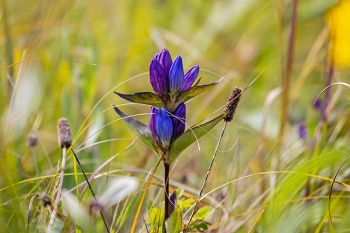 Bottle gentian wildflower found at Sioux Prairie Preserve.