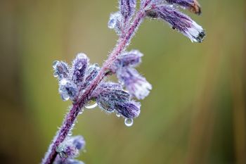 Glaucous white lettuce with raindrops found at Aurora Prairie Preserve. This plant is also known as purple rattlesnake root and smooth rattlesnake root.