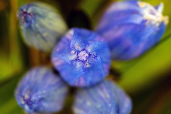 Looking straight down on bottle gentian flowers. These petals do not open; the flower is only pollinated by bees that are strong enough to pry the petals apart to get to the nectar inside.