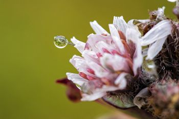 A single water droplet suspended on the stamen of glaucous white lettuce bloom.