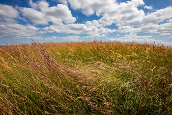 Tall grasses swaying in the wind at Altamont Prairie Preserve in Deuel County.