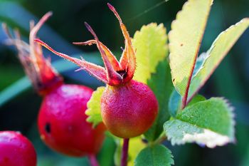 Prairie rose hips with dew at Makoce Washte.
