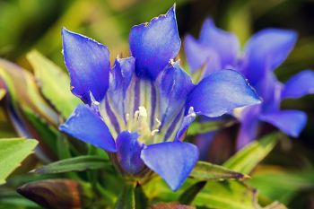 Pleated or prairie gentian found at Makoce Washte in September of 2017. This rare gem is a tough find, and I’m hopeful to see one or two again this year.