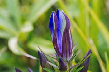 Side view of a pleated gentian.