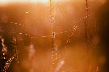 The tall grass acts as foundations for spider webs in late summer.