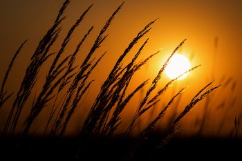 Sunset through the tall grass at Makoce Washte.