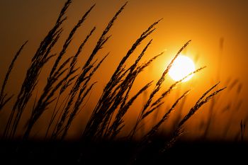 Sunset through the tall grass at Makoce Washte.