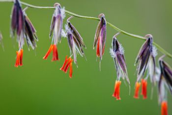 Sideoats grama blooms at Makoce Washte Prairie Preserve.