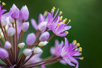 Prairie onion bloom close-up at Makoce Washte Prairie Preserve.