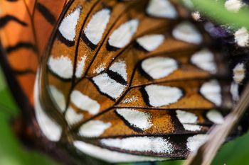 Macro photo of the regal frittilary’s wing.