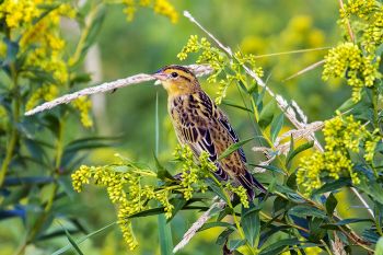 Bobolink spotted along the edge of Sioux Prairie Preserve.