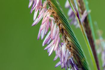 Prairie cordgrass blooms found at Sioux Prairie Preserve.