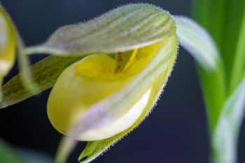 Yellow lady’s slipper orchid.