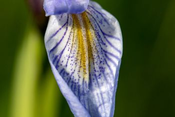 Rocky Mountain iris petal.