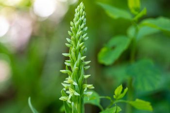 Huron green bog orchid.