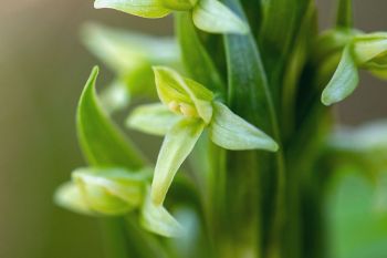 Huron green bog orchid detail.