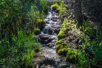 A spring at Englewood Springs Botanical Area.