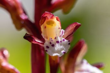 Western spotted coralroot orchid.