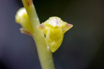 Hooded coralroot orchid (my best guess).