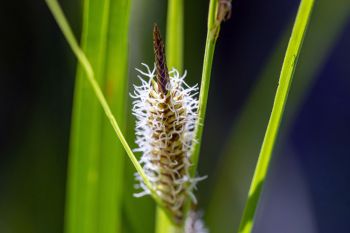 An unknown (to me) species of sedge.