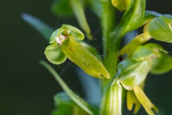 Frog orchid.