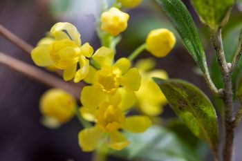 Barberry bloom.