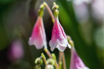 Twin flower blooms.