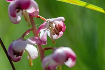 Pink pyrola (pink wintergreen) blooms.