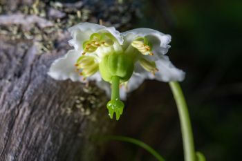 Single delight (one of my favorite other common names for this is “frog’s reading lamp”).