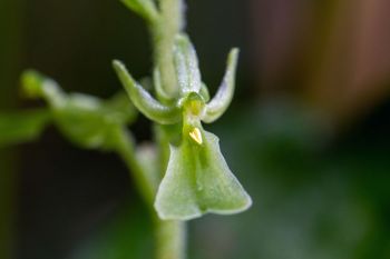 Broad-lipped twayblade orchid.