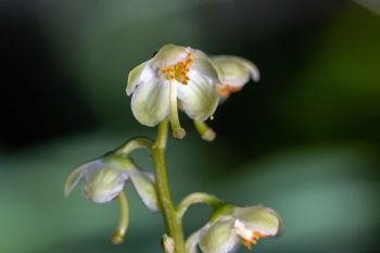 Green-flowered wintergreen.