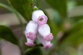 Bearberry blossom.