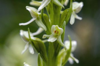 Tall white bog orchid.