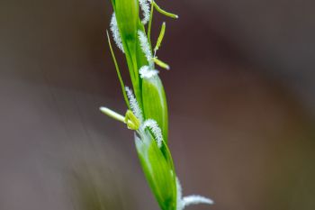 Rice grass florets.