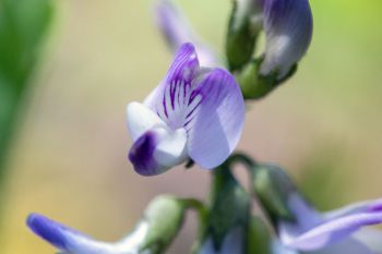 Alpine milkvetch.