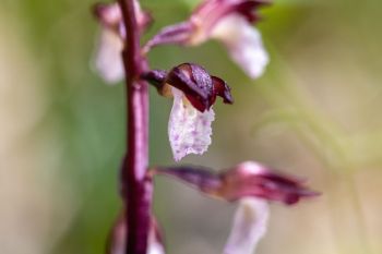 Wister coralroot orchid.