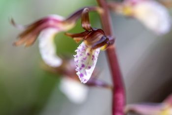 Wister coralroot orchid.