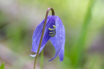 Rock clematis at Englewood Springs Botanical Area.