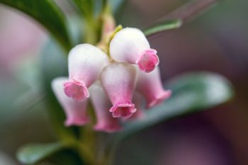 Bearberry blooms at Englewood Springs Botanical Area.