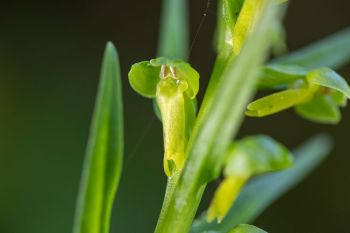 Long-bract frog orchid at Englewood Springs Botanical Area.