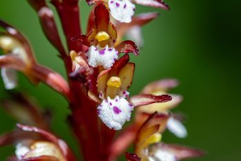 Spotted coralroot at Englewood Springs Botanical Area.