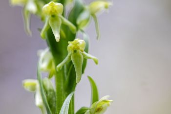 Tall northern bog orchid at Englewood Springs Botanical Area.