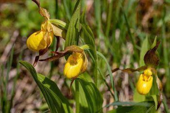 Yellow lady’s slippers at Englewood Springs Botanical Area.